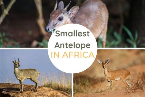 small antelope crossword|smallest antelope.